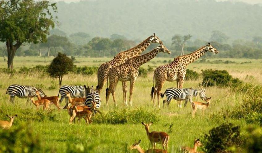 Affordable Safari in Uganda