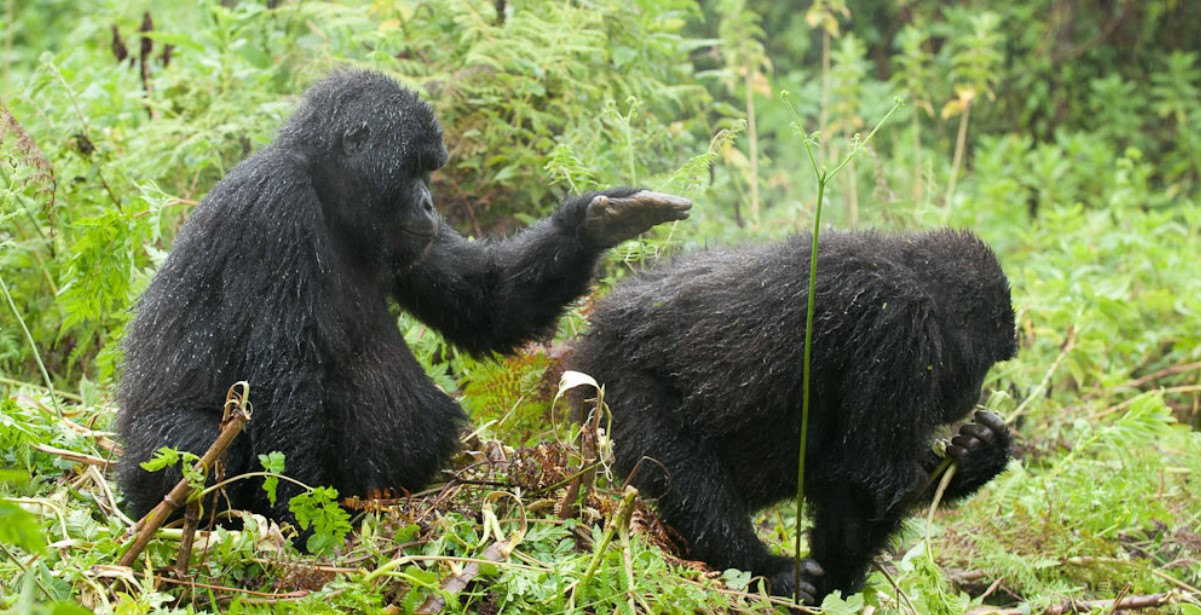 Bwindi vs Mgahinga: Which is better for gorilla trekking?