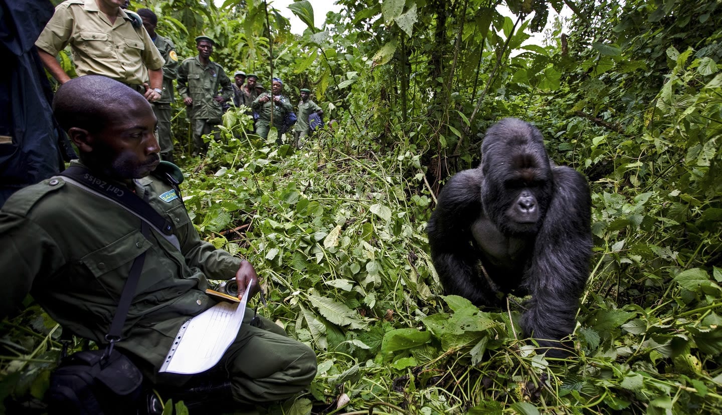 Park ranger monitoring mountain gorillas