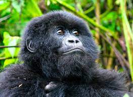 Gorilla trekking frequently asked questions