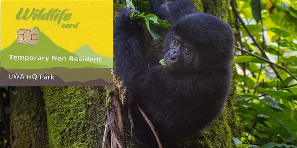 Uganda gorilla trekking permits displayed on table