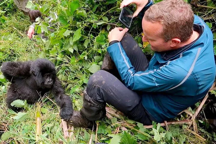 Photographer capturing mountain gorilla