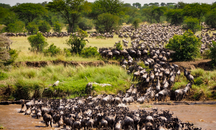 Great Migration in Maasai Mara
