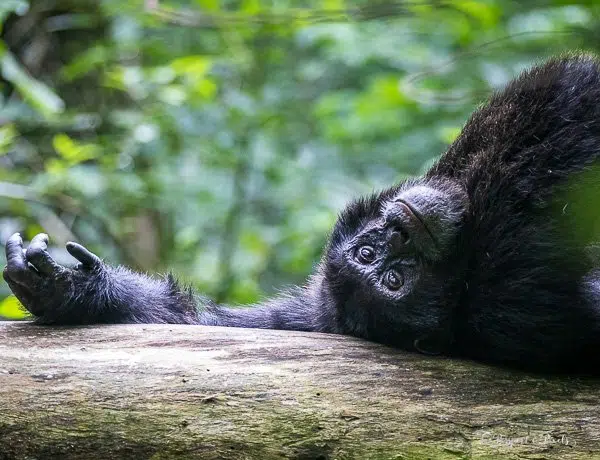 Uganda