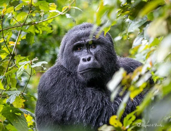 Rwanda