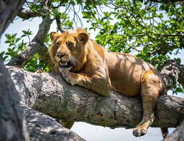 Tanzania