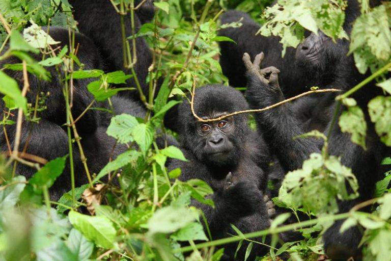 Kibale National Park