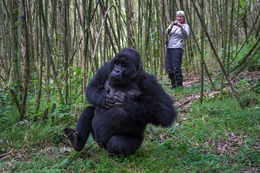 Gorilla Trekking in Bwindi