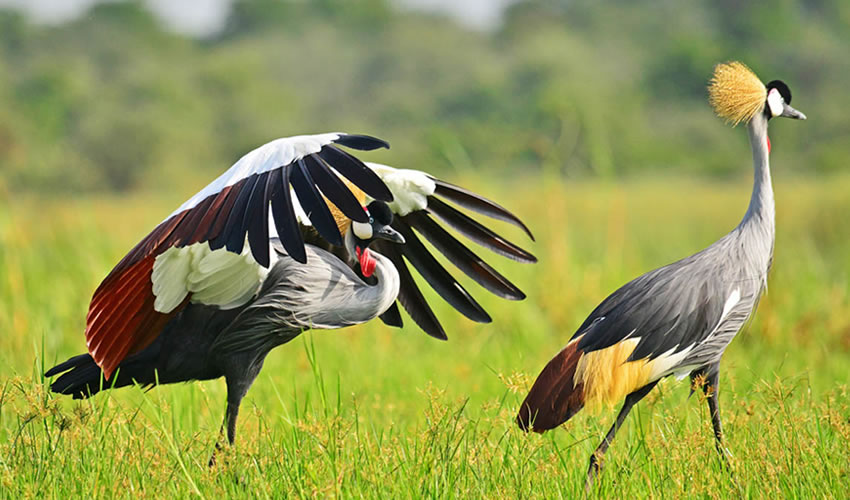 Bird Watching Tour