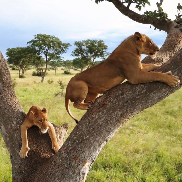 Lion in Queen Elizabeth NP