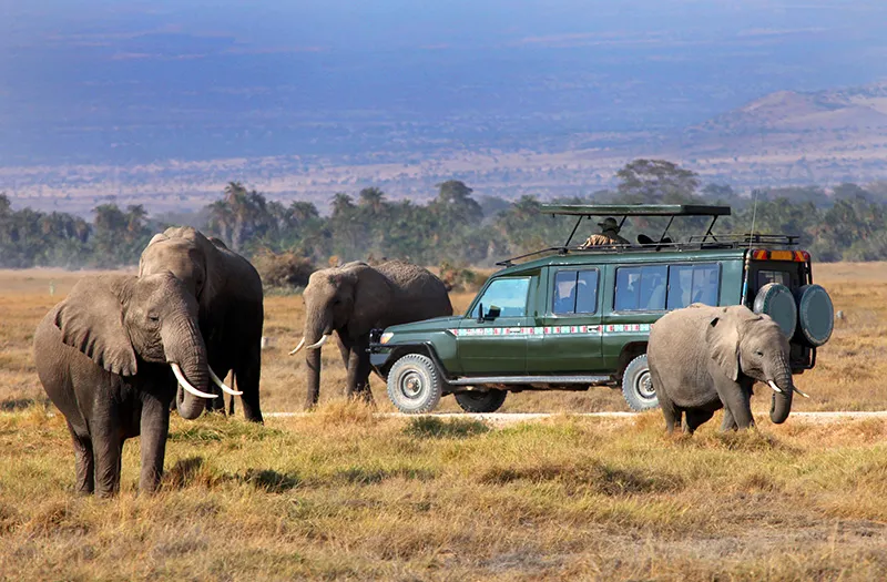 Maasai Mara Safari