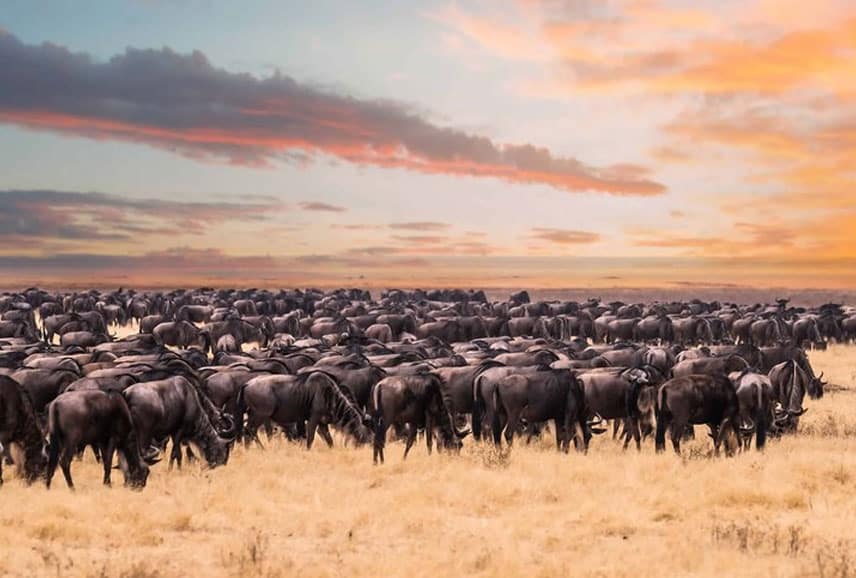 Great Migration Safari Offer