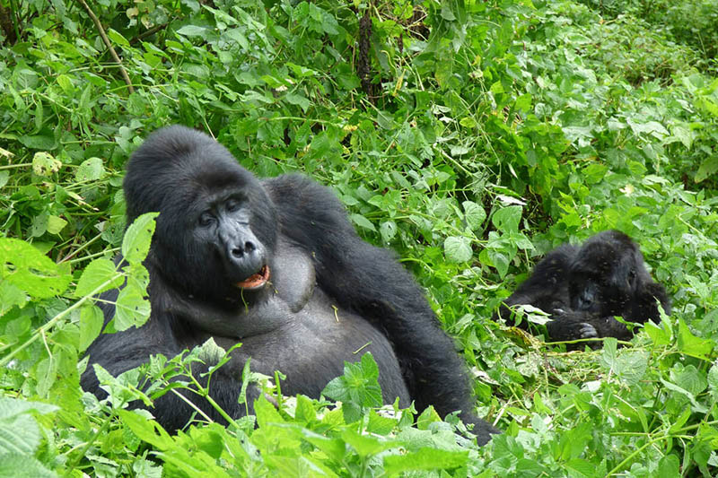 Gorilla Tracking